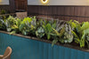 Combining Functionality and Aesthetics with Versatile Office Plant Pots - Designer Vertical Gardens