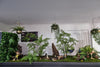Creating a Bohemian Vibe: 10 Macramé Hanging Plant Ideas for Stylish Decor - Designer Vertical Gardens