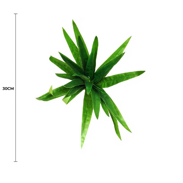 3 Pack - Aloe Vera Plant Stem 30cm — gallery image 3