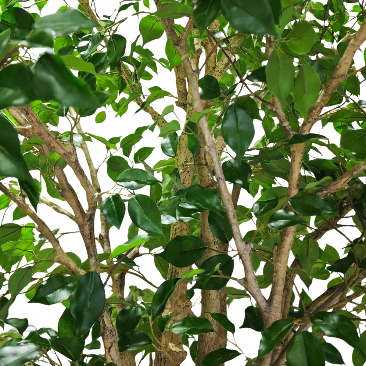 Extra Large Artificial Ficus Tree 300cm | Weeping Fig — gallery image