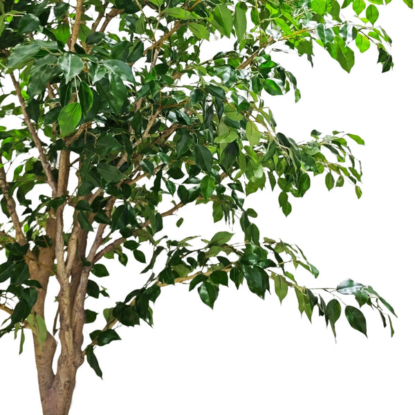 Extra Large Artificial Ficus Tree 300cm | Weeping Fig — gallery image 6