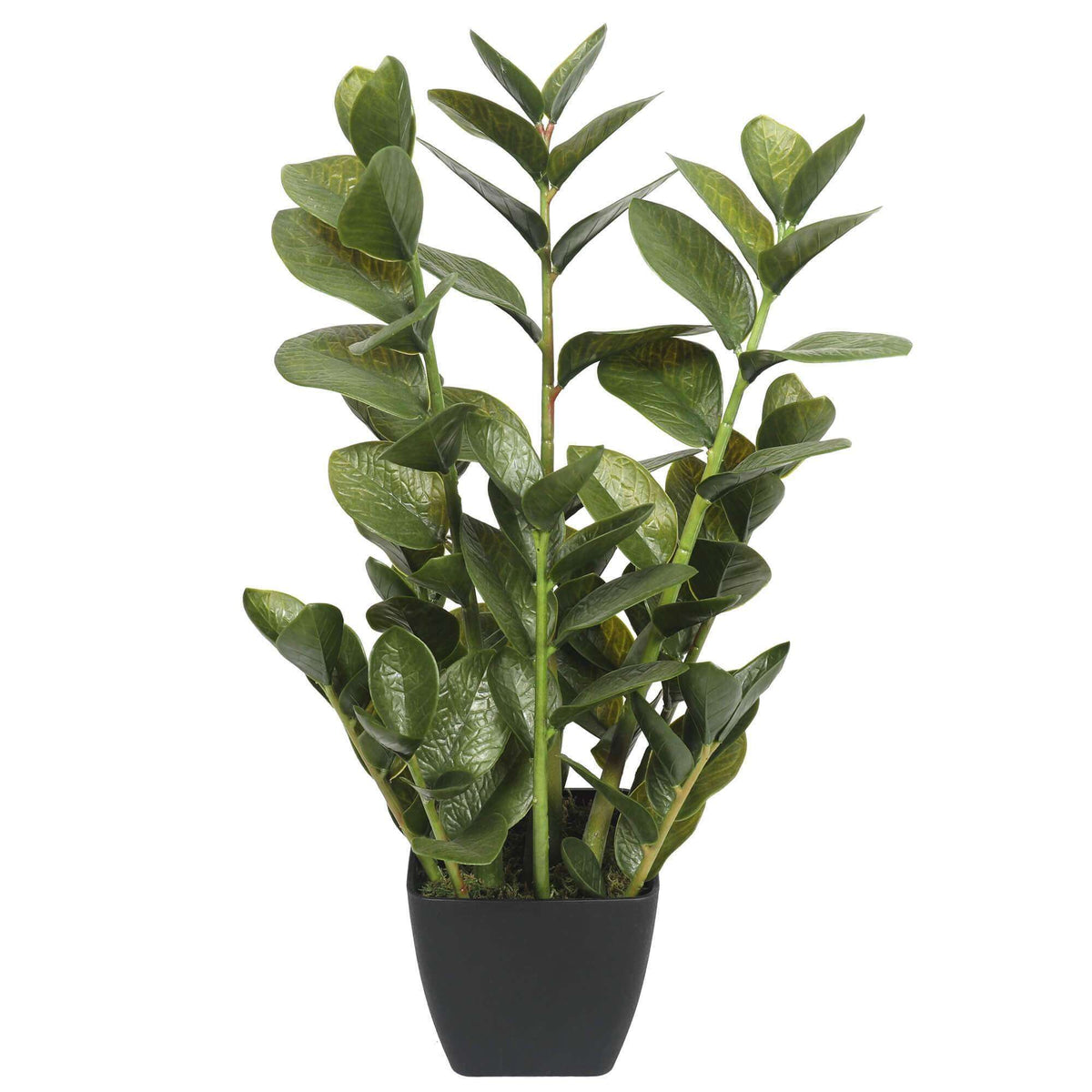 72cm Potted Multi Stem Faux Zanzibar — gallery image