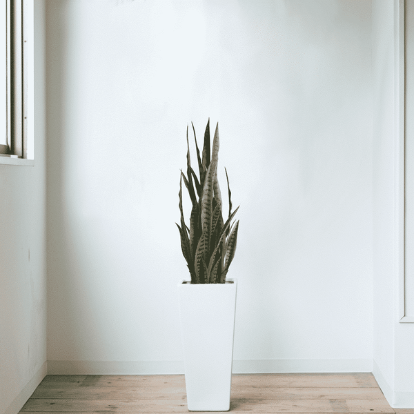 Artificial Snake Plant Sansevieria UV Resistant 90cm — gallery image 8