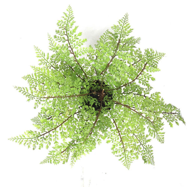 Faux Small Potted Fern 35cm — gallery image 5
