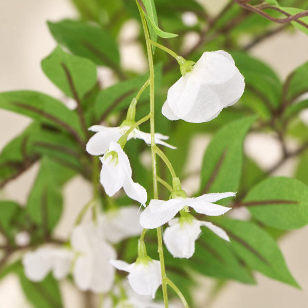 Flowering Artificial Wisteria With White Flowers 180cm — gallery image 13