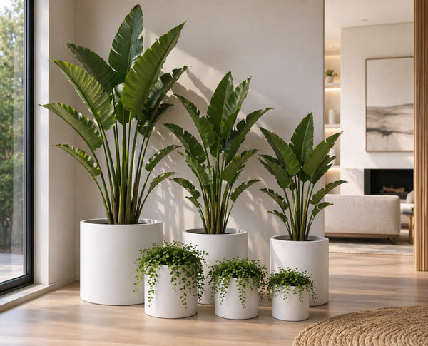 Luxury Round Matt White Planter Set of 6 | Premium Pot Range — gallery image 8