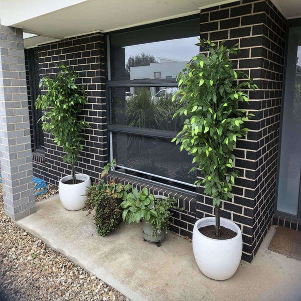 Mixed Green Bushy Artificial Ficus Tree 180cm — gallery image 12