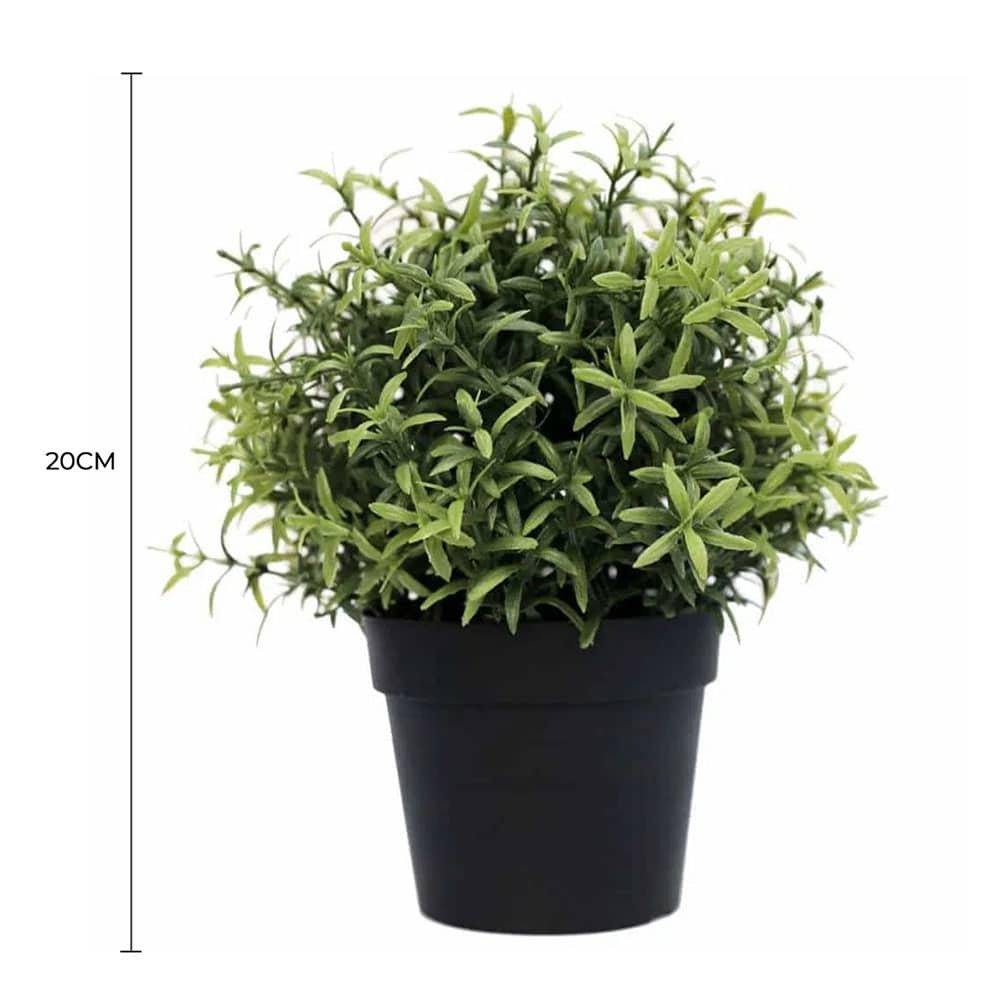 UV Potted Rosemary Herb Plant - 20cm — gallery image