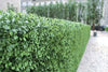 10 Creative Ways to Transform Your Space with Artificial Hedge Walls - Designer Vertical Gardens
