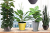 15 Trendy Plant Pots for a Lively Workplace and Tips to Style Them - Designer Vertical Gardens