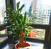 A Guide to Choose the Best Realistic Faux Plants & How to Maintain It - Designer Vertical Gardens
