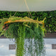 Hanging Plants