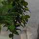 Indoor Artificial Trees