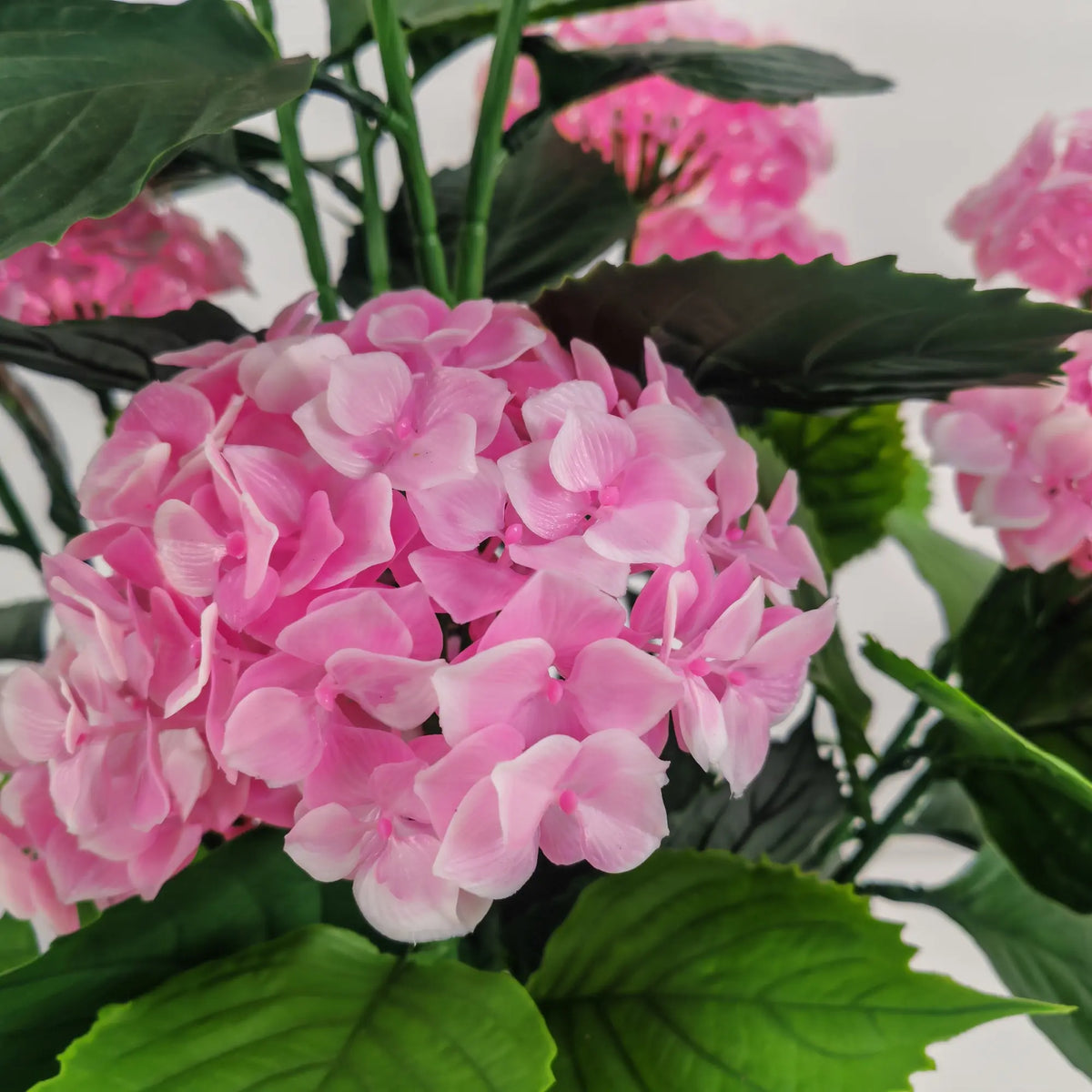 Close-up of realistic pink hydrangea flower clusters and green leaves