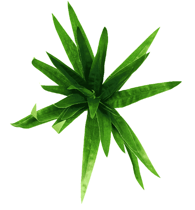3 Pack - Aloe Vera Plant Stem 30cm — gallery image