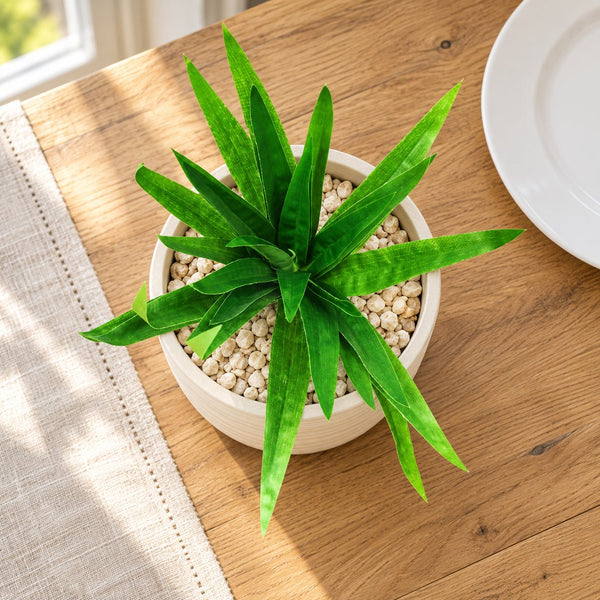3 Pack - Aloe Vera Plant Stem 30cm — gallery image 5