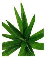 3 Pack - Aloe Vera Plant Stem 30cm - Designer Vertical Gardens artificial garden wall plants artificial green wall australia