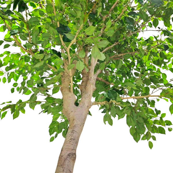 Extra Large Artificial Ficus Tree 300cm | Weeping Fig — gallery image 3