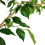 Artificial Ficus leaf and branch detail