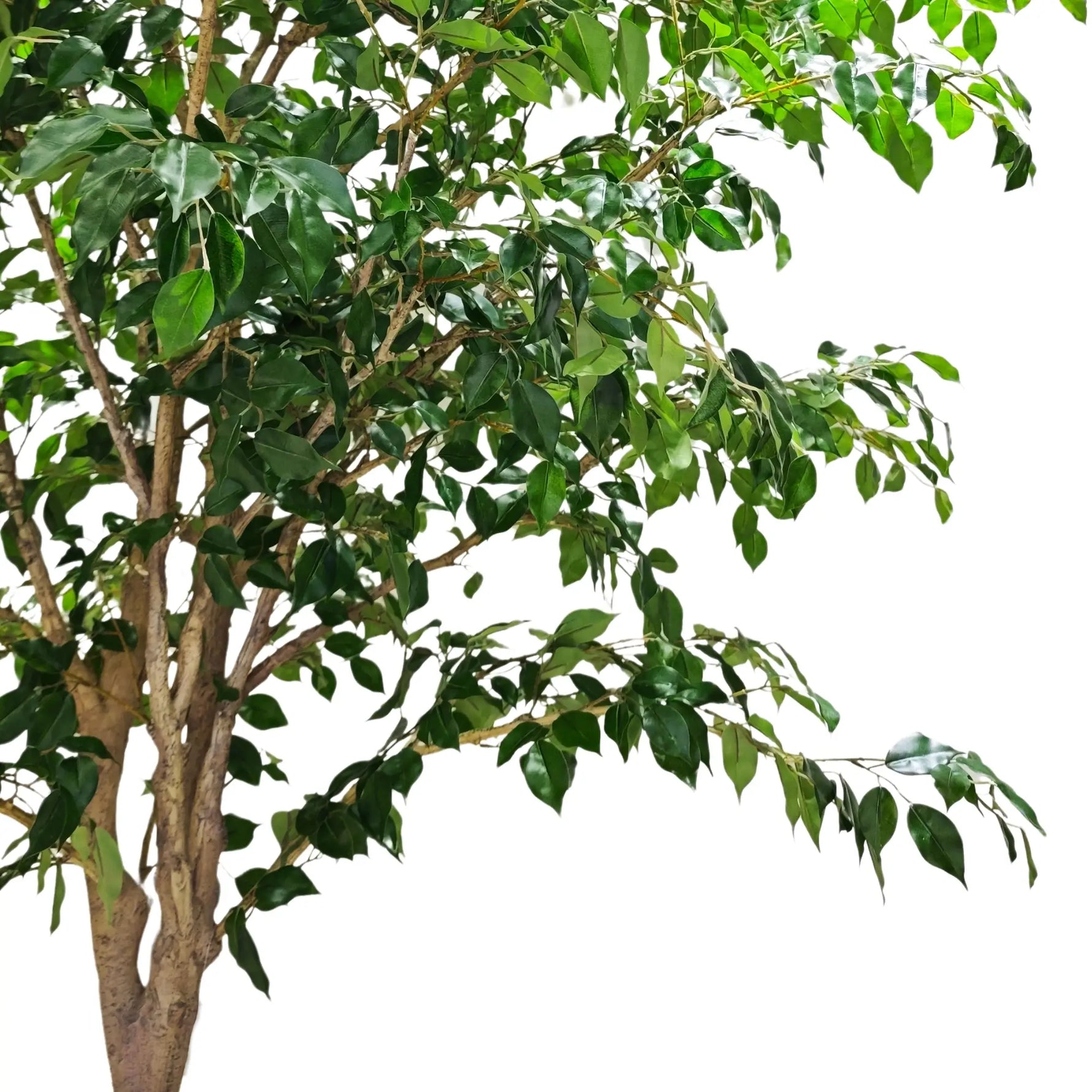 Large artificial Ficus tree foliage and branch profile
