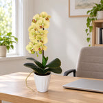 40cm Butterfly Artificial Potted Orchid Cream - Designer Vertical Gardens artificial garden wall plants artificial green wall australia
