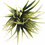 5 Pack - UV Yellow Tipped Grass Stem - 35cm - Designer Vertical Gardens artificial garden wall plants artificial green wall australia