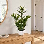 60cm Potted Faux Zanzibar - Designer Vertical Gardens artificial garden wall plants artificial green wall australia