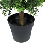 Potted plant with green leaves in a black pot on a white background