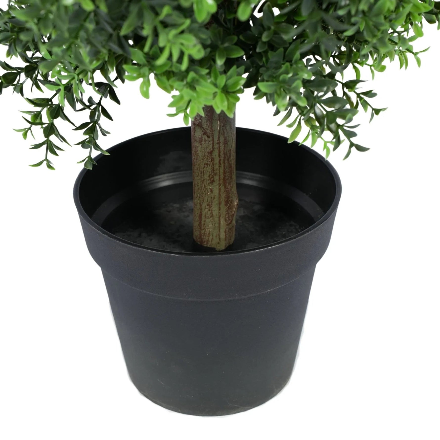 Potted plant with green leaves in a black pot on a white background