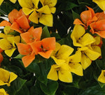 Close-up of bright orange and yellow flowers with green leaves.