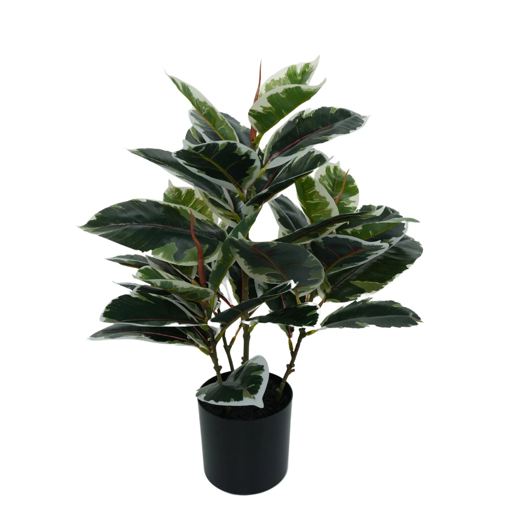 Artificial Bushy Dense Variegated Ficus Tree (Rubber Tree) 50cm - back view