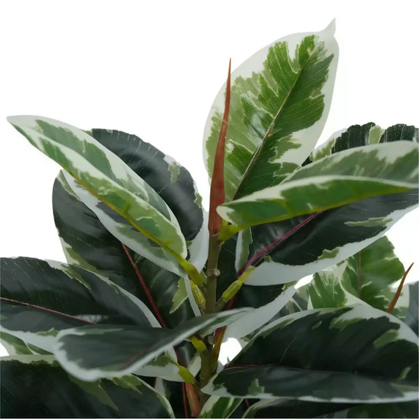 Artificial Bushy Dense Variegated Ficus Tree (Rubber Tree) 50cm — gallery image 7