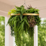 Hanging fern plant with a gold rim against a blurred green background