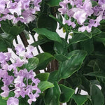 90cm UV Protected Artificial Lilac Crepe Myrtle Tree | Outdoor Faux Flowering Plant - back view