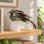 Artificial Begonia Plant In Decorative Bowl 30cm - Designer Vertical Gardens Artificial Shrubs and Small plants Flowering plants