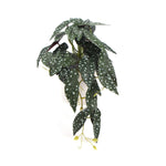 Artificial Begonia Plant In Decorative Bowl 30cm - Designer Vertical Gardens Artificial Shrubs and Small plants Flowering plants