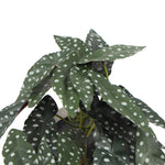 Artificial Begonia Plant In Decorative Bowl 30cm - Designer Vertical Gardens Artificial Shrubs and Small plants Flowering plants