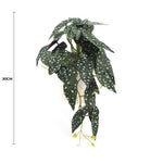 Artificial Begonia Plant In Decorative Bowl 30cm - Designer Vertical Gardens Artificial Shrubs and Small plants Flowering plants