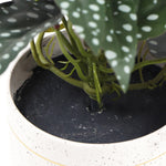 Artificial Begonia Plant In Decorative Bowl 30cm - Designer Vertical Gardens Artificial Shrubs and Small plants Flowering plants