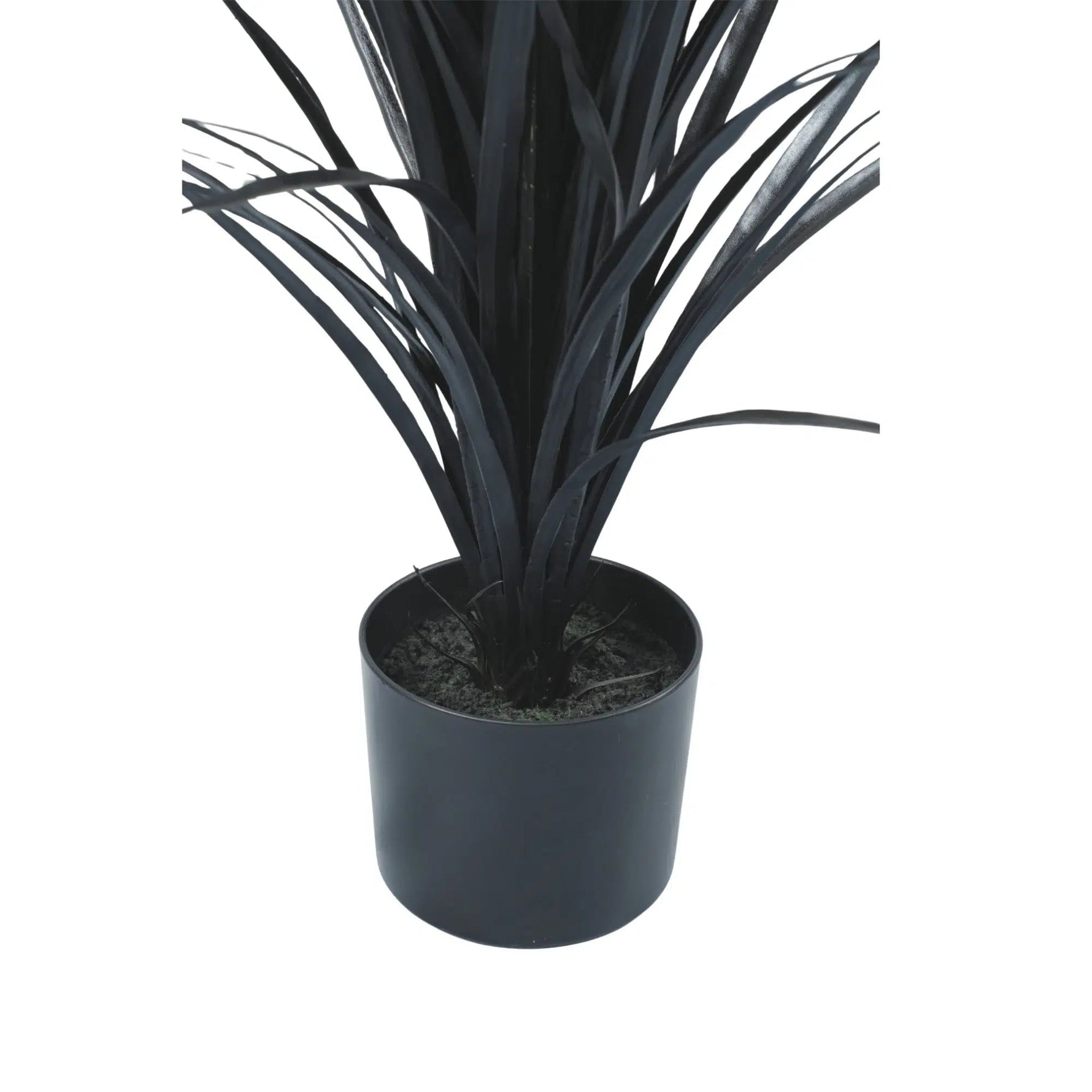 Potted plant with dark green leaves on a white background