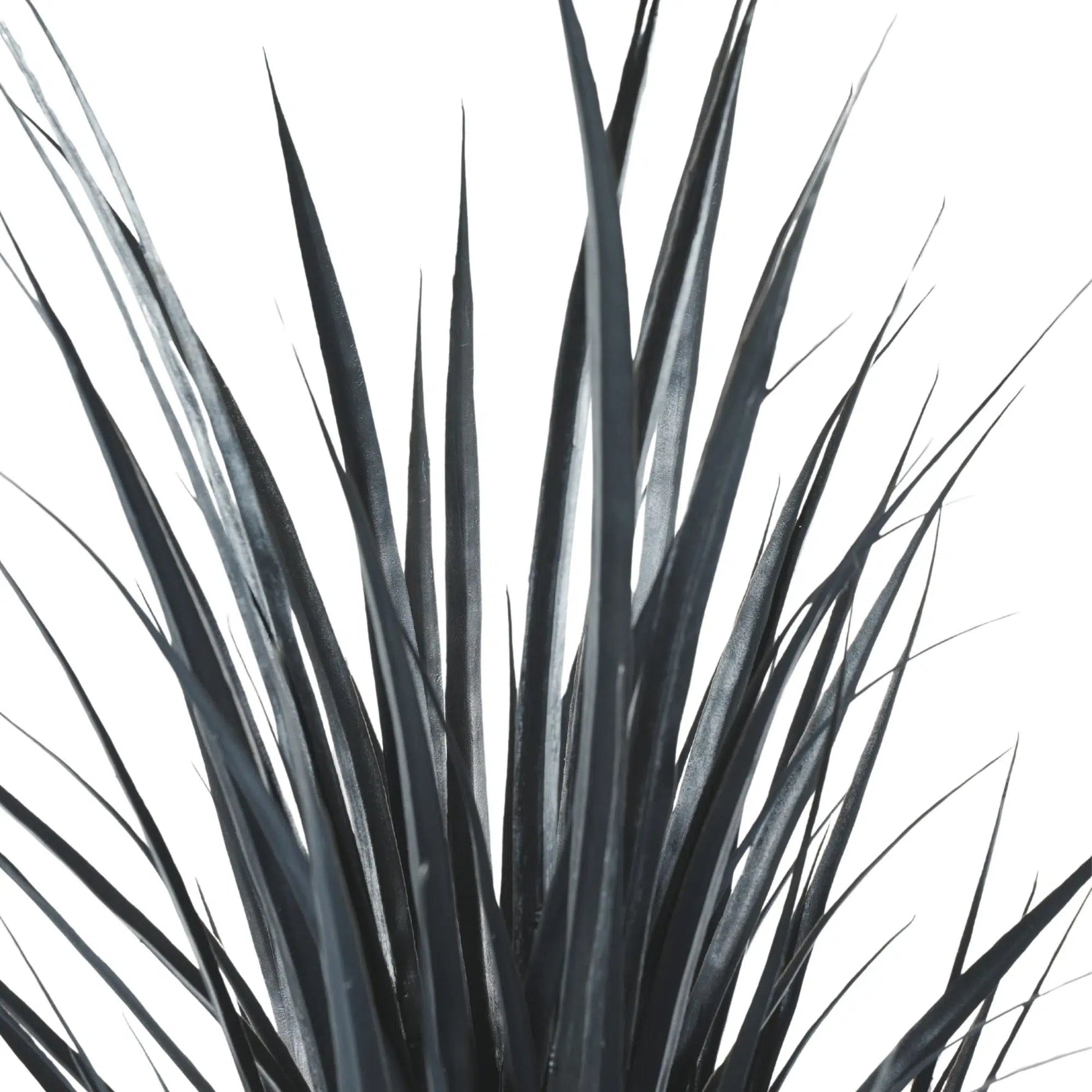 Close-up of a plant with dark green leaves on a white background