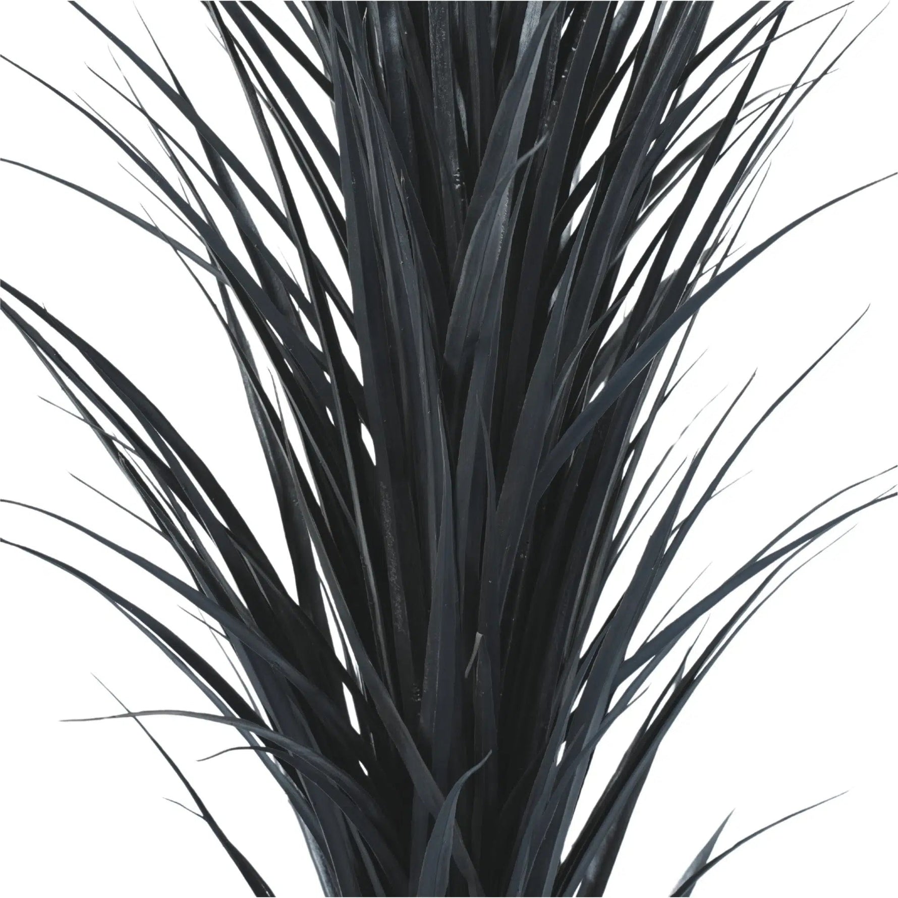 Close-up of a plant with dark green leaves on a white background