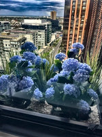 A close-up view of several blue hydrangea flower arrangements in dark green containers, placed on a windowsill with a city skyline and tall buildings visible outside under a cloudy blue sky.