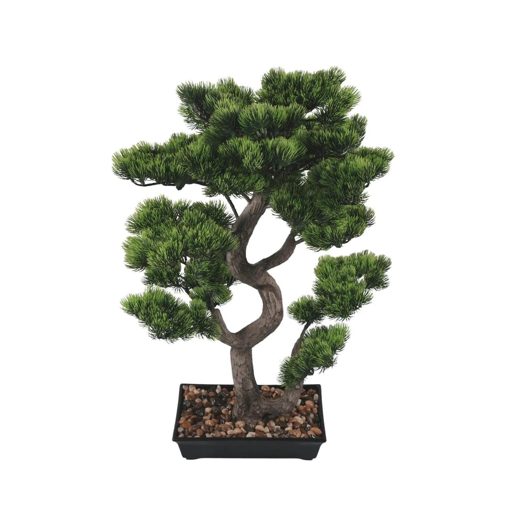 Bonsai tree in a pot on a white background