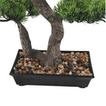 Bonsai tree in a pot with pebbles on a white background