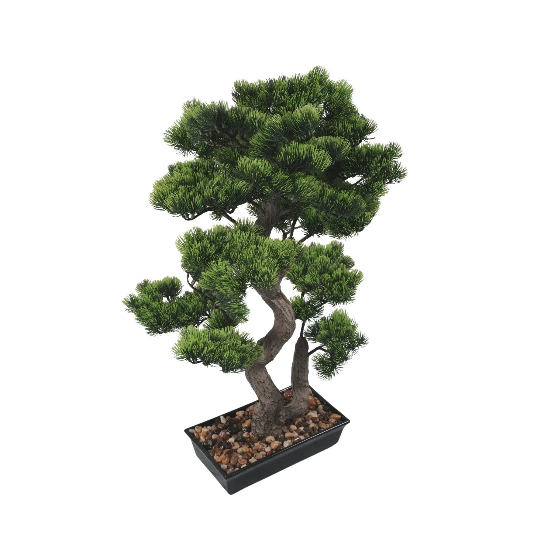 Bonsai tree in a pot on a white background