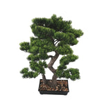 Bonsai tree in a pot on a white background