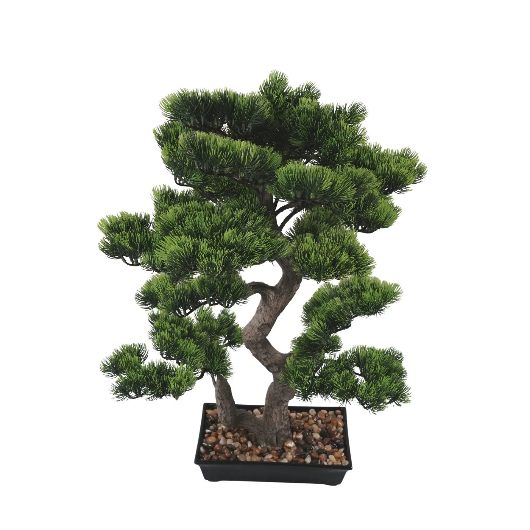 Bonsai tree in a pot on a white background