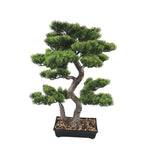 Bonsai tree in a pot on a white background