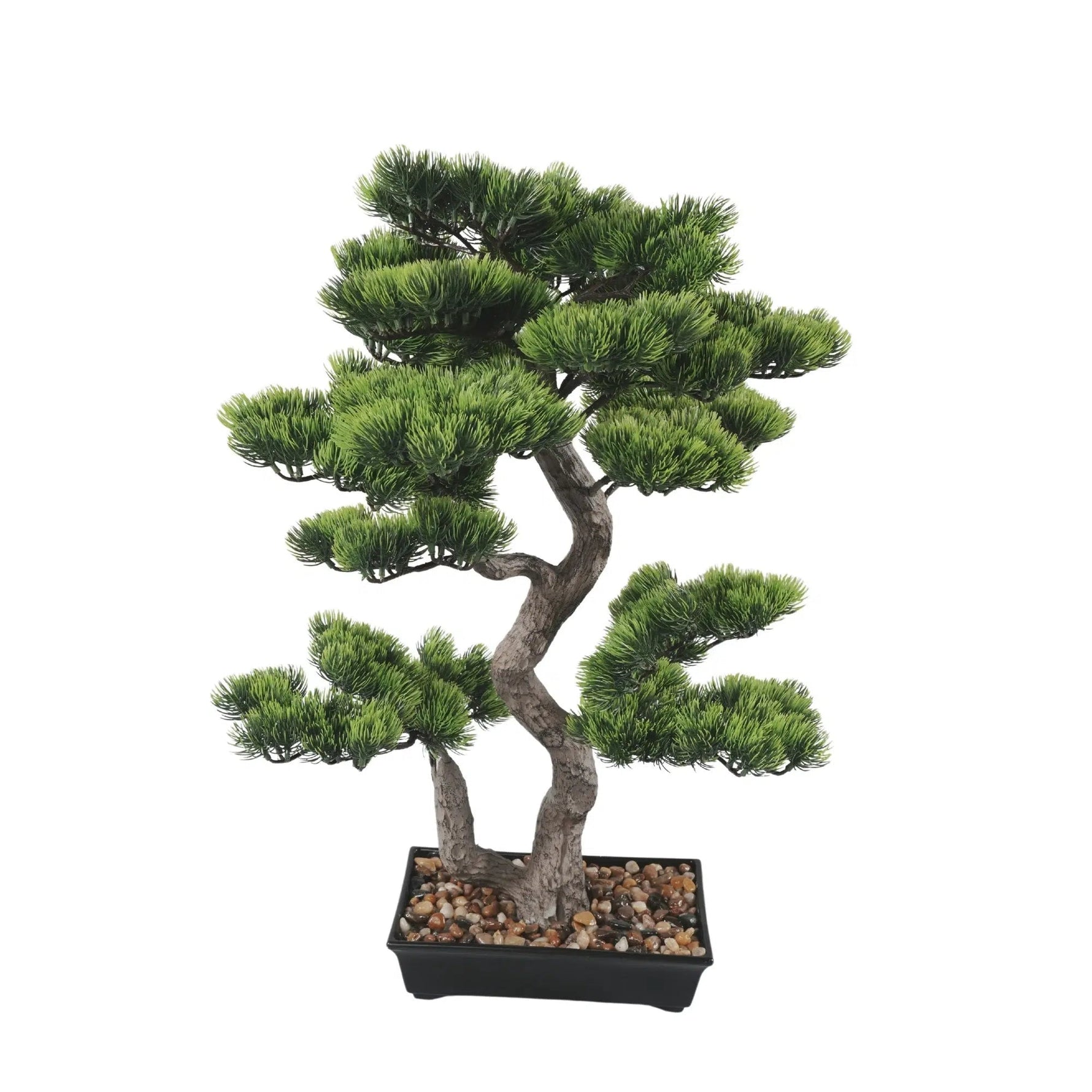 Bonsai tree in a pot on a white background